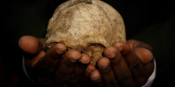 Cráneo de un Homo Erecturs encontrando en el 2000 cerca del Lago Turkana. EFE/Stephen Morrison