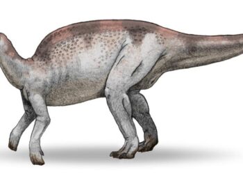 Nuevos fósiles cuestionan supremacía de dinosaurios pico de pato en el Cretácico