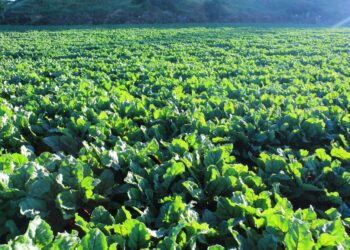 Exportaciones de frutas, legumbres y hortalizas reflejan balanza comercial positiva