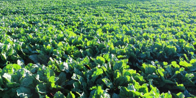 Exportaciones de frutas, legumbres y hortalizas reflejan balanza comercial positiva