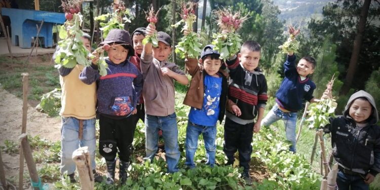 Estudiantes de Momostenango producen rábanos en huertos escolares