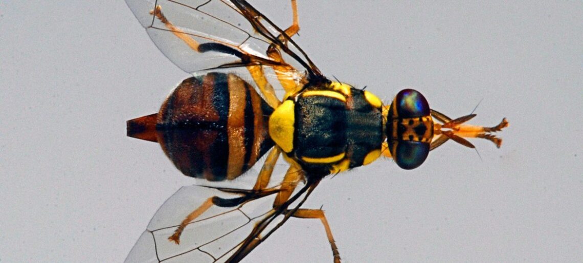 El estudio detectó que este fenómeno ocurre mediante la activación de dos neuronas. / Foto: USDA/Scott Bauer