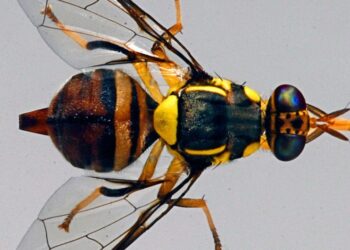 El estudio detectó que este fenómeno ocurre mediante la activación de dos neuronas. / Foto: USDA/Scott Bauer