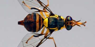 El estudio detectó que este fenómeno ocurre mediante la activación de dos neuronas. / Foto: USDA/Scott Bauer