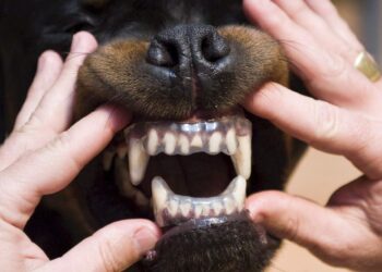 Los perros muerden más en días muy calurosos y con niveles de contaminación elevados