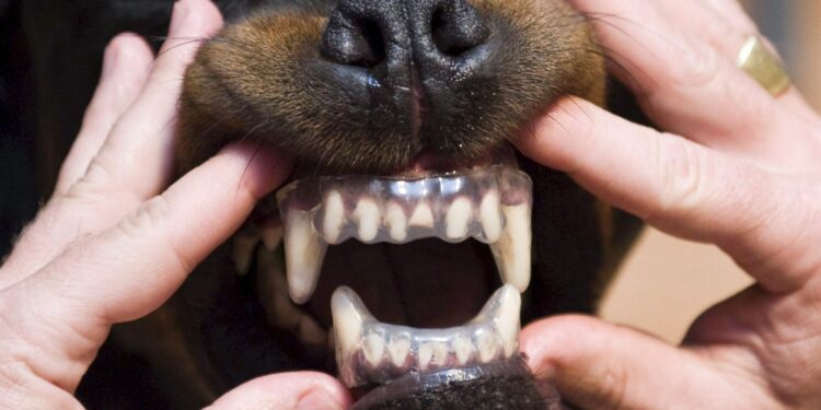 Los perros muerden más en días muy calurosos y con niveles de contaminación elevados