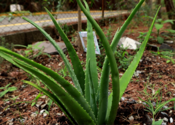 El Ministerio de Salud Pública informó los beneficios de la sábila para la salud.