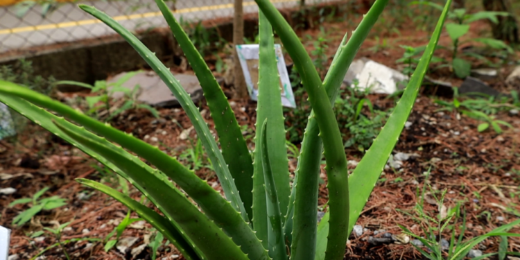 El Ministerio de Salud Pública informó los beneficios de la sábila para la salud.