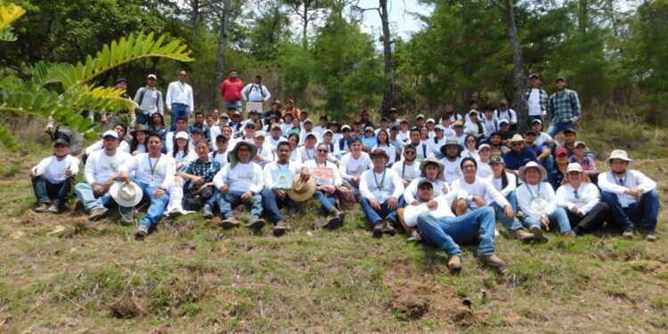 Proyectan 45 campañas de reforestación en Huehuetenango