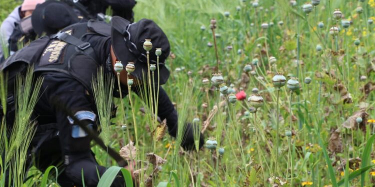 Erradicaciones de marihuana, amapola y hojas de coca suman más de 463 millones de quetzales