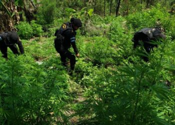 La PNC continúa con la erradicación de matas de marihuana en el país.