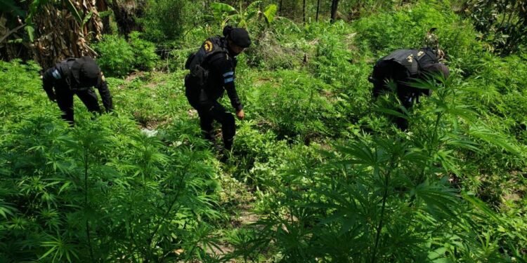 La PNC continúa con la erradicación de matas de marihuana en el país.