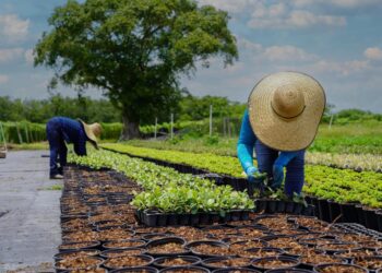 Más de 167 mil guatemaltecos radican en Florida.