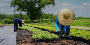 Más de 167 mil guatemaltecos radican en Florida.