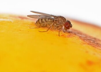 Las moscas que desarrollan esta capacidad, lo transmiten a la siguiente generación. / Foto: Universidad de Cambridge,Jose Casal and Peter Lawrence.