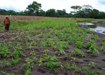 Socializan datos de daños a cultivos en Alta Verapaz