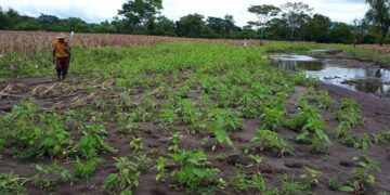 Socializan datos de daños a cultivos en Alta Verapaz