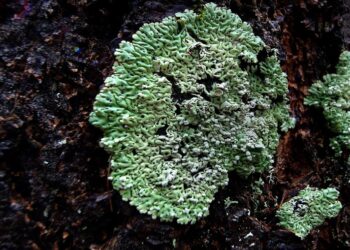 Son más de 700 especies que ya están en peligro solo entre líquenes y plantas. / Foto: Bernard Spragg, Flickr.