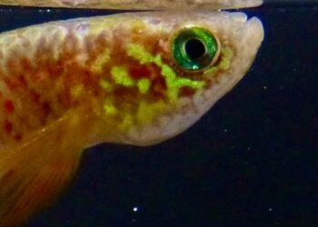 Hallan en Bolivia un pez que sobrevive fuera del agua y que cambia su forma de respirar