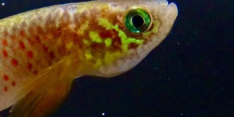 Hallan en Bolivia un pez que sobrevive fuera del agua y que cambia su forma de respirar