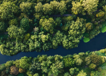La madera editada genéticamente tiene mayor aprovechamiento de pulpa. / Foto: Colegio Estatal de Recursos Naturales de Carolina del Norte.