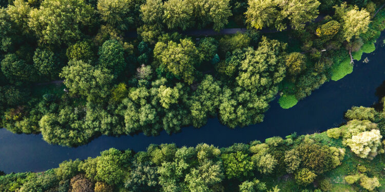La madera editada genéticamente tiene mayor aprovechamiento de pulpa. / Foto: Colegio Estatal de Recursos Naturales de Carolina del Norte.