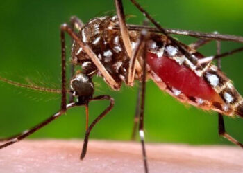 Europa debe prepararse para posibles brotes de dengue tras las olas de calor, según la OMS