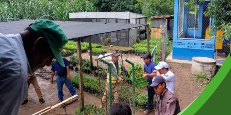 Entregan 36 mil árboles como parte de la campaña Reforestando Atitlán