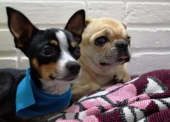 Autoridades velan por el bienestar animal en el país