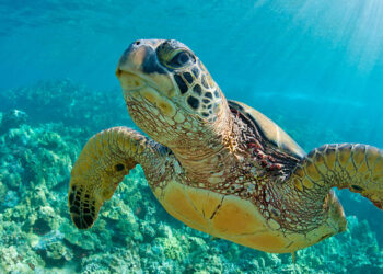 El estudio analiza a las tortugas verdes del norte de África. / Foto: Fundación Aquae.