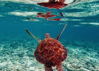 La minería submarina amenaza la biodiversidad, advierten organizaciones. / Foto: J. Yarza y F. Rangel, PROFEPA.