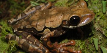 Nueva rana descubierta en Perú. / Foto: Pablo Venegas, Sernanp.