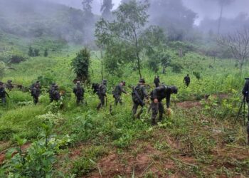 PNC Localizaron plantaciones de hojas de coca durante el fin de semana.