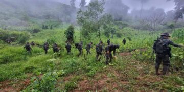 PNC Localizaron plantaciones de hojas de coca durante el fin de semana.