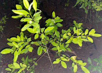 Las matas de coca estaban en fase de aprovechamiento. / Foto: Ejército de Guatemala.
