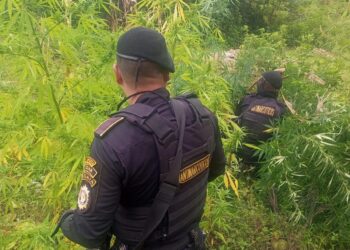 Localizaciones de marihuana durante los últimos días