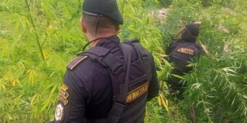Localizaciones de marihuana durante los últimos días