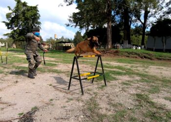 Apoyo canino en Unidades del Ejército de Guatemala