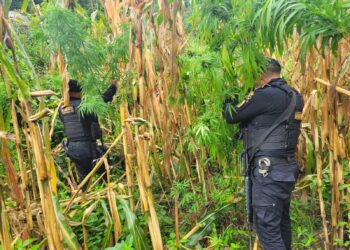 PNC localizó plantaciones de coca y matas de marihuana durante el fin de semana