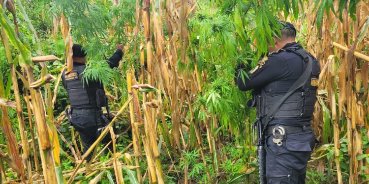 PNC localizó plantaciones de coca y matas de marihuana durante el fin de semana