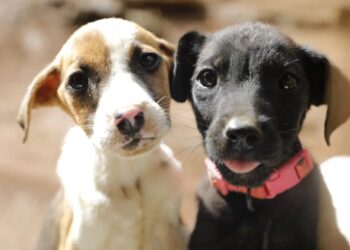 La nobleza y habilidad de los perros los ha llevado sus narices y patitas a diversos ámbitos. / Foto: Animal Aware.