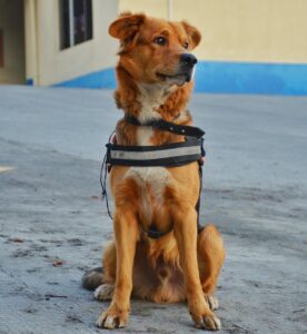Dragón es el perro que acompaña a los trabajadores de la Conred desde su rescate. / Foto: Conred.