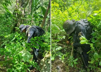 PNC localiza plantaciones de hoja de coca en Chiquimula