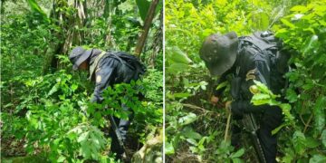 PNC localiza plantaciones de hoja de coca en Chiquimula