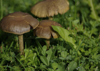 Salud busca evitar casos de intoxicación por hongos. /Foto: Flickr