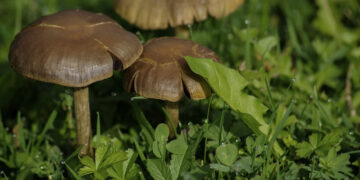 Salud busca evitar casos de intoxicación por hongos. /Foto: Flickr