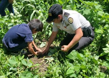 Actividad de reforestación en caserío La Vega, Colotenango, Huehuetenango. / Foto: PNC.