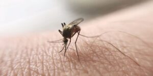 Buscan prevenir enfermedades por mosquitos. /Foto: MSPAS