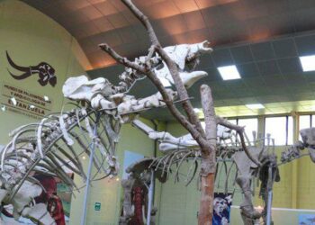 Museo de Estanzuela resguarda diversas piezas históricas. /Foto: DCA