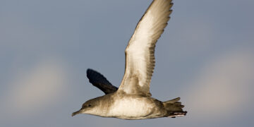 La pardela balear está entre las aves marinas en mayor riesgo por el plástico.
